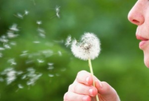 Person blowing a dandelion