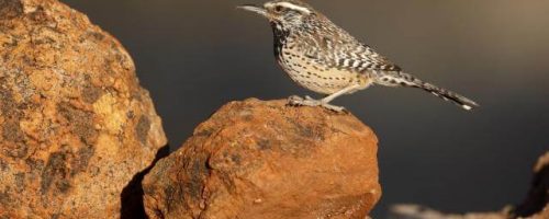 Bird sitting on a rock