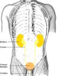 Urinary tract