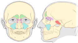 Sinus infection Symptoms need treatment at FastMed Urgent Care